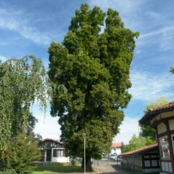 Quercus robur Fastigiata